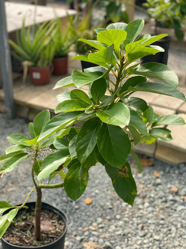 Grafted Wilson Popenoe Avocado Live Plant – Fast Fruiting, High Yield, 3-4 ft Tall - Image 1