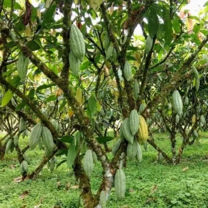 Grafted Yellow Cacao Tree Live Plant (2-3ft) - Grow Your Own Chocolate - Image 3