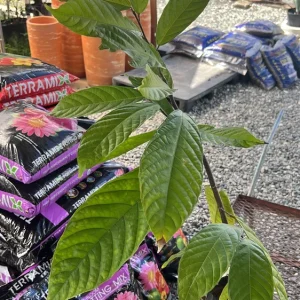 Grafted Yellow Cacao Tree Live Plant (2-3ft) - Grow Your Own Chocolate - Image 5