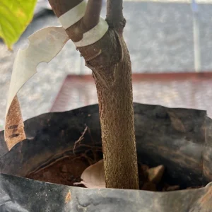 Grafted Yellow Cacao Tree Live Plant (2-3ft) - Grow Your Own Chocolate - Image 6