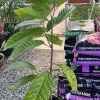 Grafted Yellow Cacao Tree Live Plant (2-3ft) - Grow Your Own Chocolate - Image 1