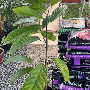 Grafted Yellow Cacao Tree Live Plant (2-3ft) - Grow Your Own Chocolate - Image 1