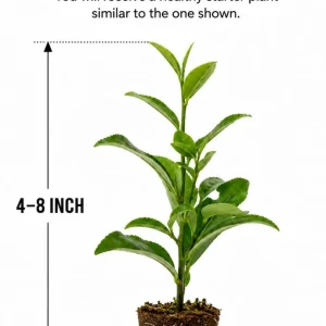 Green Tea Live Plant, Camellia Tree, 4-8 Inch Tall for Planting, Outdoor - Image 2