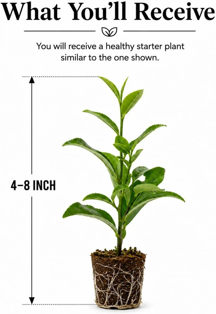 Green Tea Live Plant, Camellia Tree, 4-8 Inch Tall for Planting, Outdoor - Image 2
