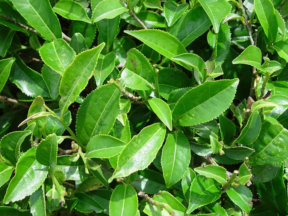 Green Tea Live Plant, Camellia Tree, 4-8 Inch Tall for Planting, Outdoor - Image 7