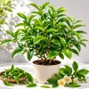 Green Tea Live Plant, Camellia Tree, 4-8 Inch Tall for Planting, Outdoor - Image 1