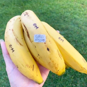Gros Michel Banana Plant - Musa acuminata Live Fruit Tree 10-18in - Image 2