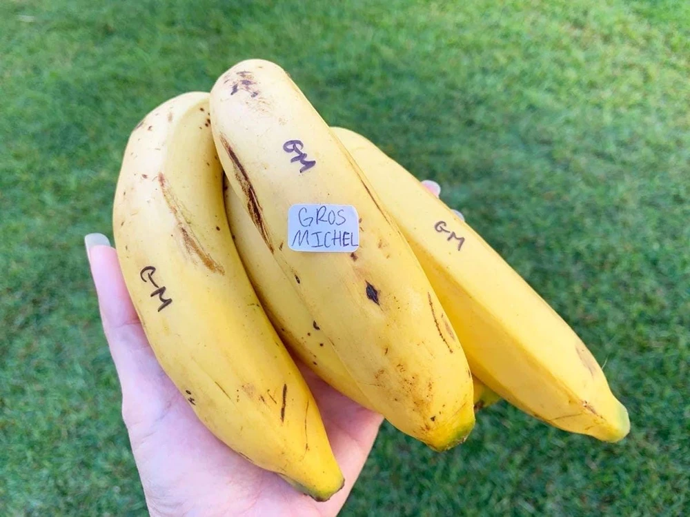 Gros Michel Banana Plant - Musa acuminata Live Fruit Tree 10-18in - Image 2
