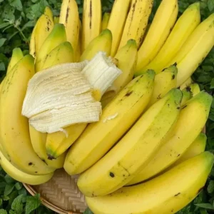 Gros Michel Banana Plant - Musa acuminata Live Fruit Tree 10-18in - Image 3