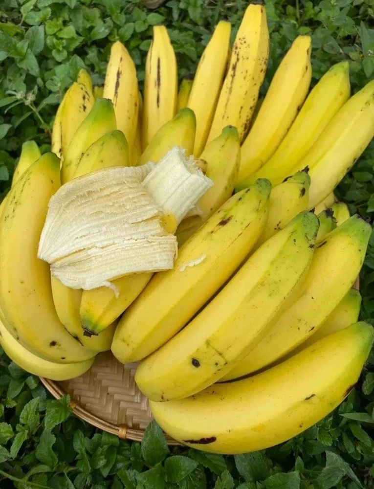 Gros Michel Banana Plant - Musa acuminata Live Fruit Tree 10-18in - Image 3