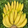 Gros Michel Banana Plant - Musa acuminata Live Fruit Tree 10-18in - Image 1