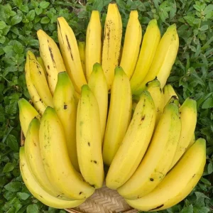 Gros Michel Banana Plant - Musa acuminata Live Fruit Tree 10-18in - Image 1