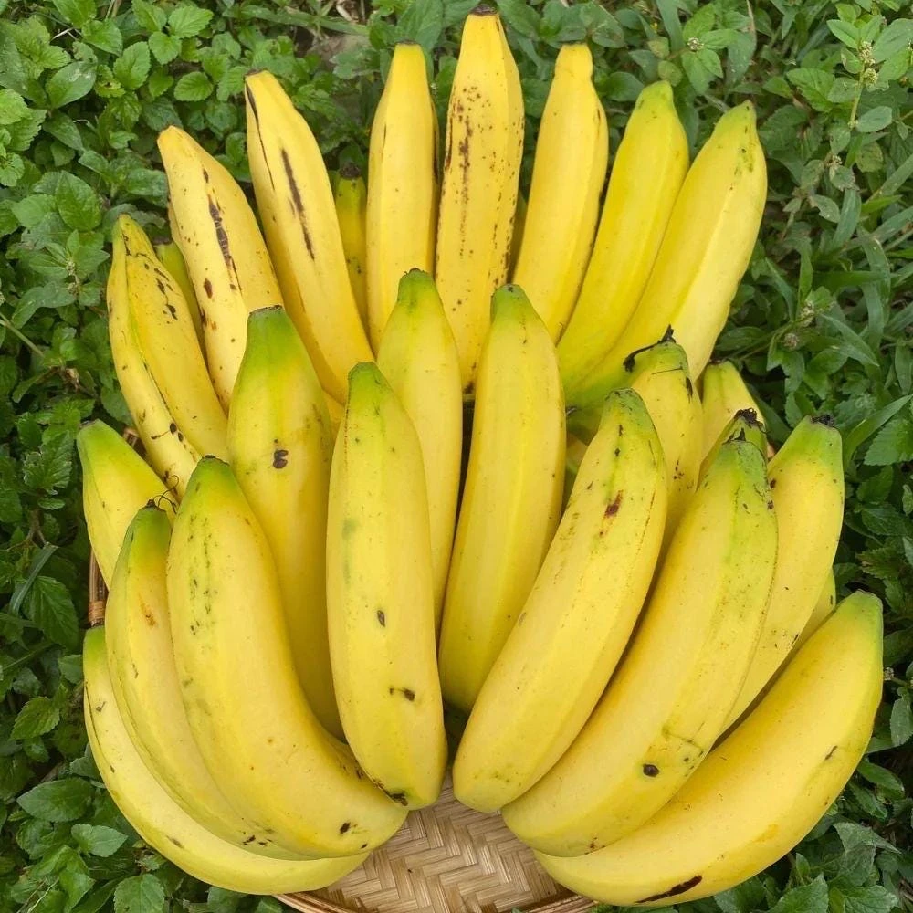 Gros Michel Banana Plant - Musa acuminata Live Fruit Tree 10-18in - Image 1