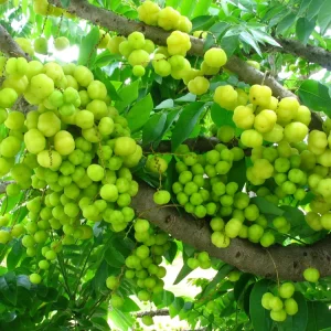 Grosella Fruit Tree - Phyllanthus acidus Live Plant 12-18 inches Tall - Image 1