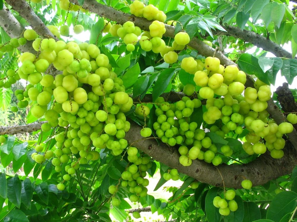 Grosella Fruit Tree - Phyllanthus acidus Live Plant 12-18 inches Tall - Image 1