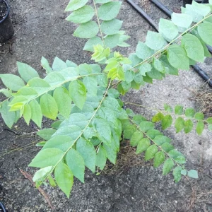 Grosella Fruit Tree - Phyllanthus acidus Live Plant 12-18 inches Tall - Image 2