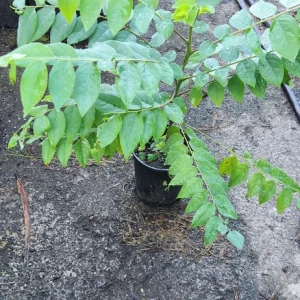 Grosella Fruit Tree - Phyllanthus acidus Live Plant 12-18 inches Tall - Image 3