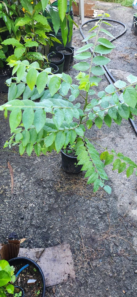 Grosella Fruit Tree - Phyllanthus acidus Live Plant 12-18 inches Tall - Image 3