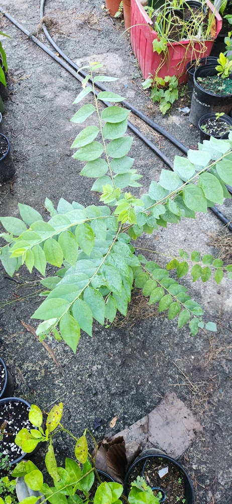 Grosella Fruit Tree - Phyllanthus acidus Live Plant 12-18 inches Tall - Image 4