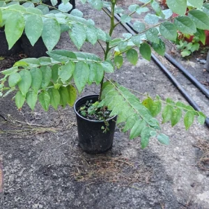 Grosella Fruit Tree - Phyllanthus acidus Live Plant 12-18 inches Tall - Image 5