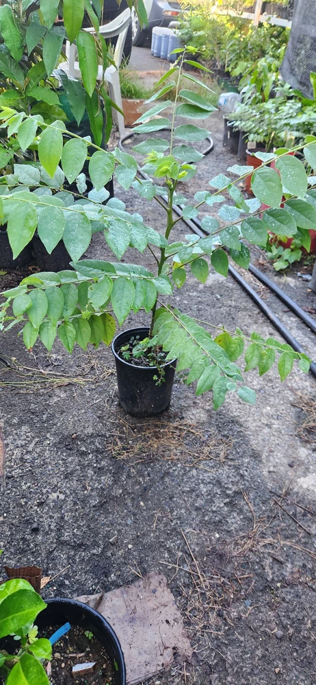 Grosella Fruit Tree - Phyllanthus acidus Live Plant 12-18 inches Tall - Image 5