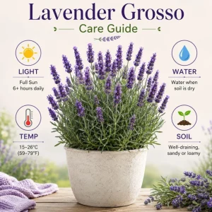 Grosso Lavender Live Starter Plant - Lavandula Intermedia, Hardy Perennial - Image 2