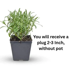 Grosso Lavender Live Starter Plant - Lavandula Intermedia, Hardy Perennial - Image 3