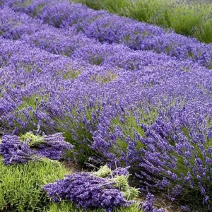 Grosso Lavender Live Starter Plant - Lavandula Intermedia, Hardy Perennial - Image 4