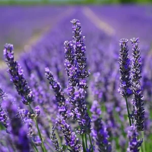 Grosso Lavender Live Starter Plant - Lavandula Intermedia, Hardy Perennial - Image 5