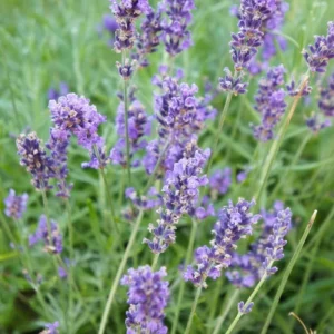 Grosso Lavender Live Starter Plant - Lavandula Intermedia, Hardy Perennial - Image 6