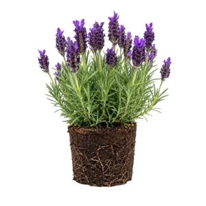 Grosso Lavender Live Starter Plant - Lavandula Intermedia, Hardy Perennial - Image 1