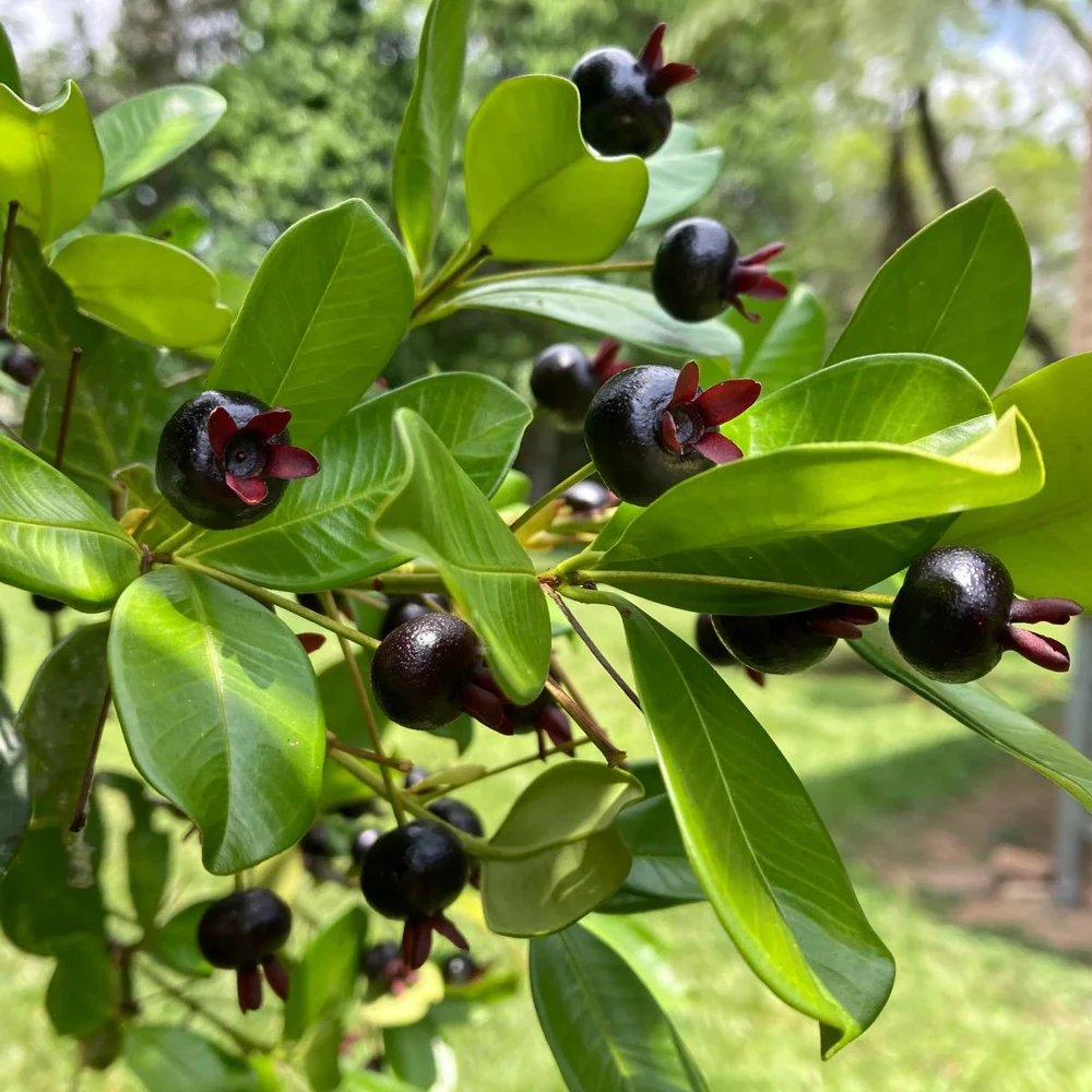 Grumichama Live Tropical Fruit Tree (Eugenia brasiliensis) 10-20 inch - Image 2