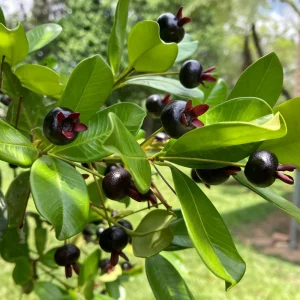 Grumichama Live Tropical Fruit Tree Eugenia brasiliensis (2-3ft) Edible - Image 2