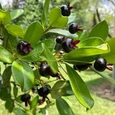 Grumichama Live Tropical Fruit Tree (Eugenia brasiliensis) 10-20 inch - Image 3