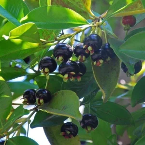 Grumichama Live Tropical Fruit Tree (Eugenia brasiliensis) 10-20 inch - Image 4