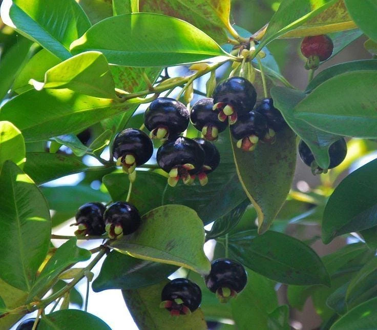 Grumichama Live Tropical Fruit Tree (Eugenia brasiliensis) 10-20 inch - Image 4