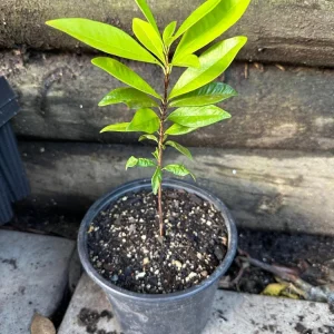 Grumichama Live Tropical Fruit Tree (Eugenia brasiliensis) 10-20 inch - Image 5