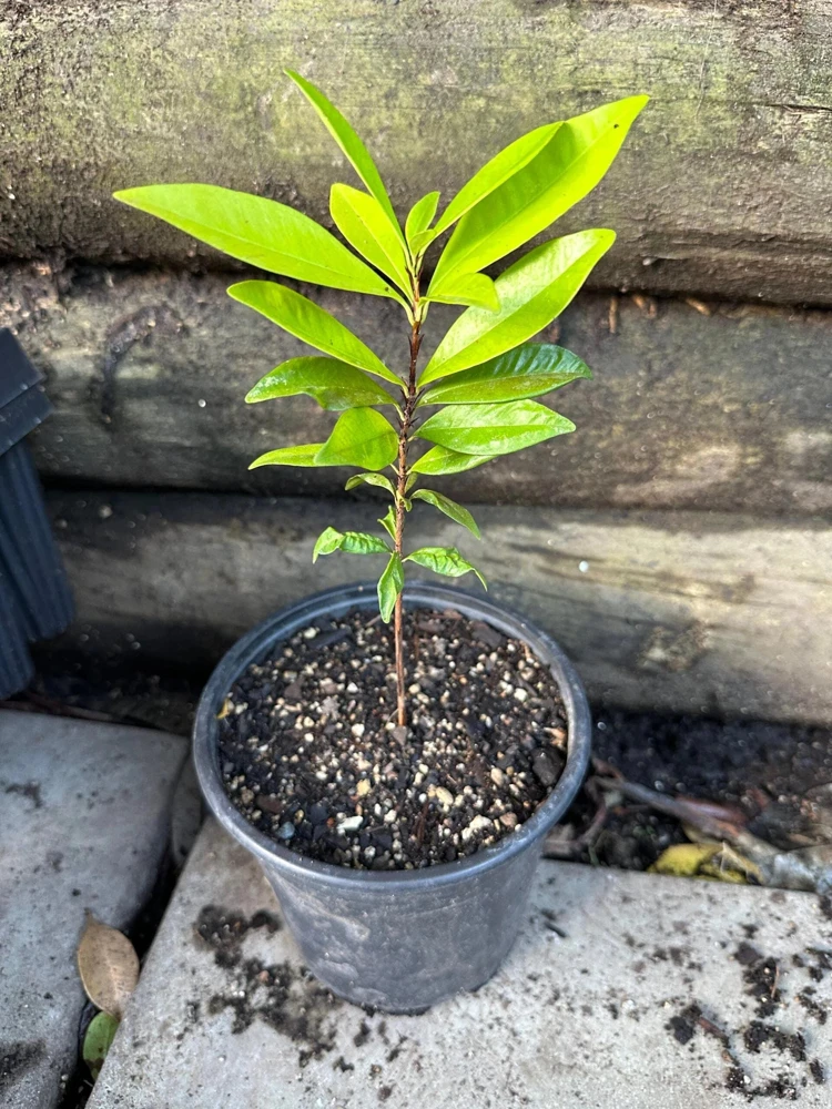 Grumichama Live Tropical Fruit Tree (Eugenia brasiliensis) 10-20 inch - Image 5
