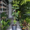Grumichama Live Tropical Fruit Tree Eugenia brasiliensis (2-3ft) Edible - Image 1