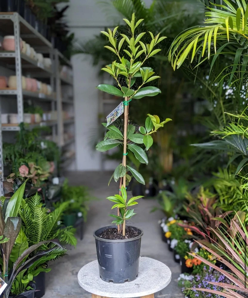Grumichama Live Tropical Fruit Tree Eugenia brasiliensis (2-3ft) Edible - Image 1