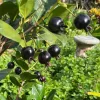 Grumichama Live Tropical Fruit Tree (Eugenia brasiliensis) 10-20 inch - Image 1