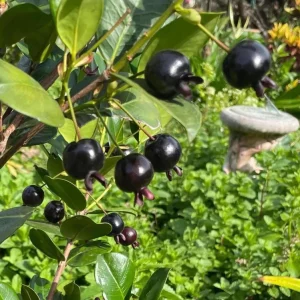 Grumichama Live Tropical Fruit Tree (Eugenia brasiliensis) 10-20 inch - Image 1