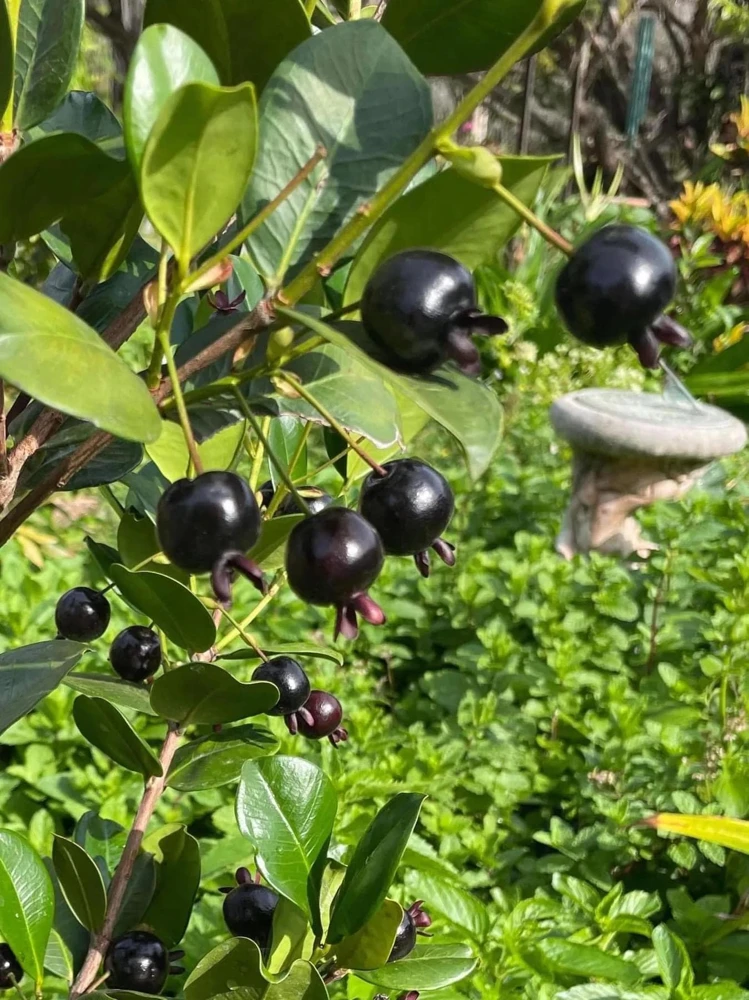 Grumichama Live Tropical Fruit Tree (Eugenia brasiliensis) 10-20 inch - Image 1