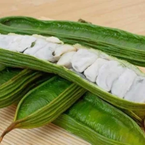Guama Ice Cream Bean Tree - Live Plant - 1-2 ft Tall - Tropical Fruit - Image 2