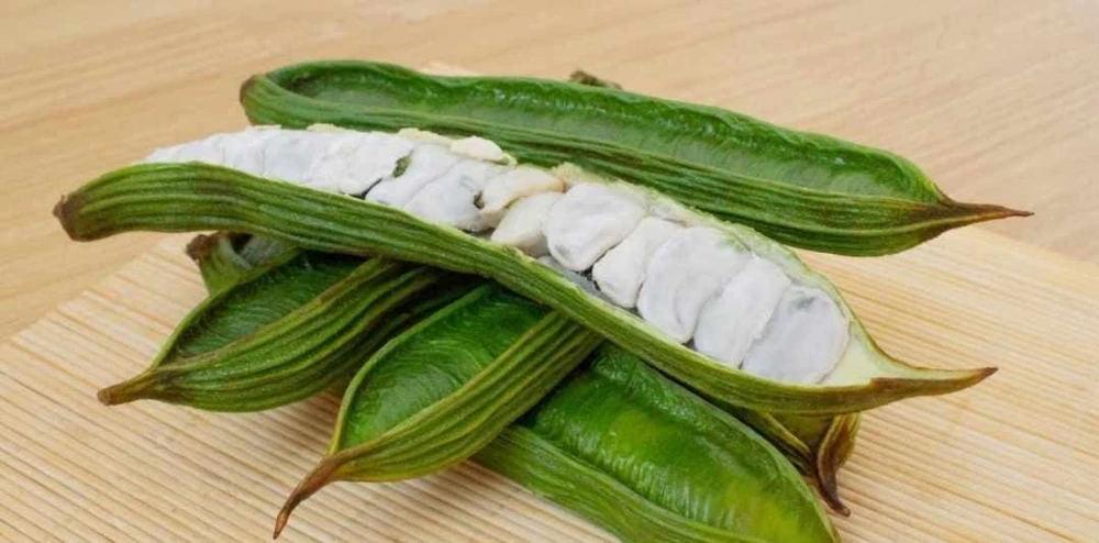 Guama Ice Cream Bean Tree - Live Plant - 1-2 ft Tall - Tropical Fruit - Image 2