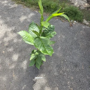Guama Ice Cream Bean Tree - Live Plant - 1-2 ft Tall - Tropical Fruit - Image 5