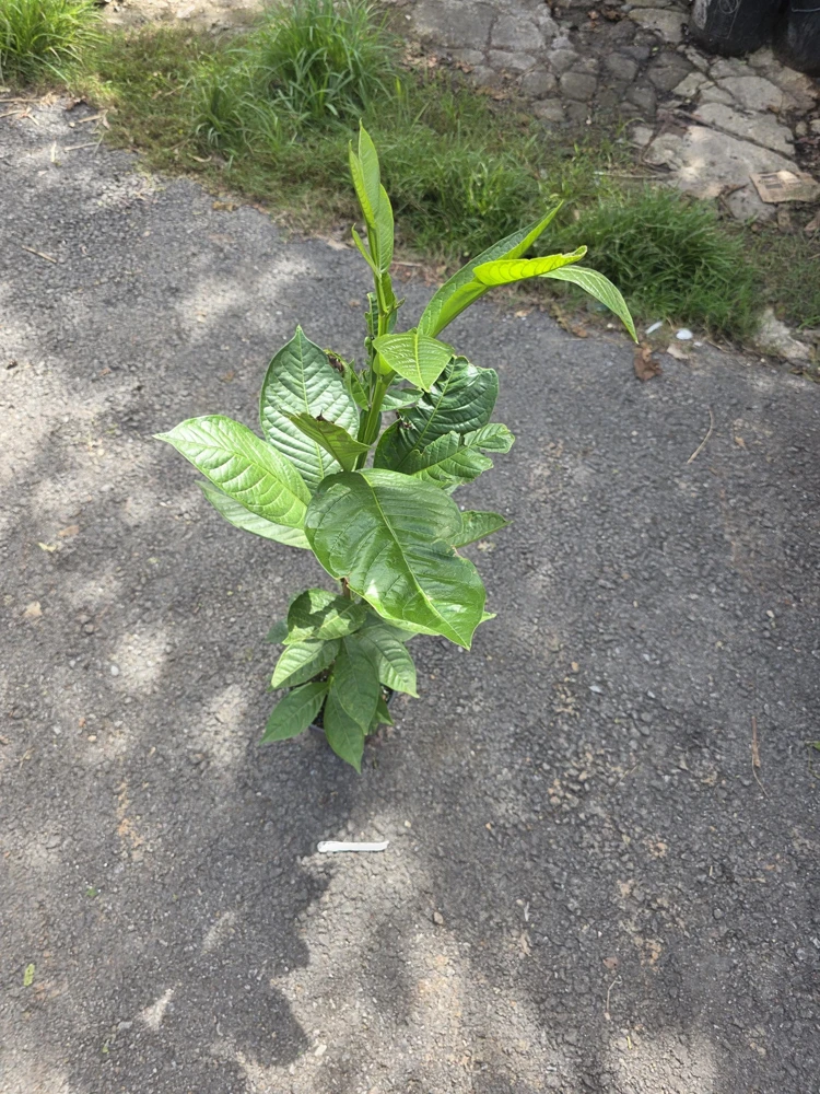 Guama Ice Cream Bean Tree - Live Plant - 1-2 ft Tall - Tropical Fruit - Image 5