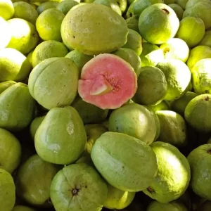 Guava Live Fruit Tree - Psidium guajava - 10-18 inch Plant - Tropical Fruit - Image 2