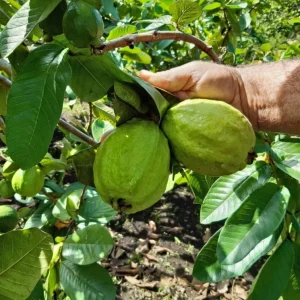 Guava Live Fruit Tree - Psidium guajava - 10-18 inch Plant - Tropical Fruit - Image 1