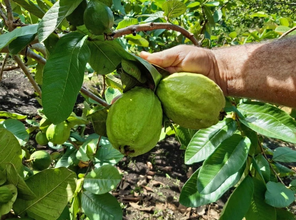 Guava Live Fruit Tree - Psidium Guajava (24-32 inches) Tropical Fruit Plant - Image 3